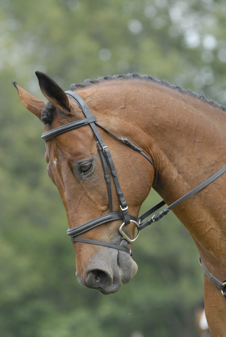 Horse-Training Equipment: Is it Art or Violence? promo image