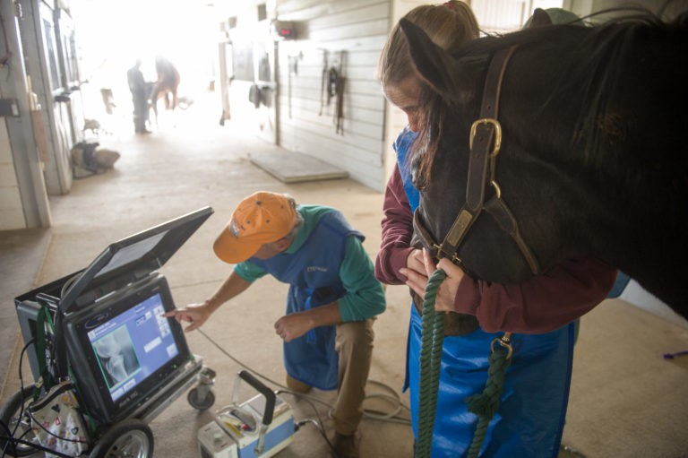 Horse X-ray joint