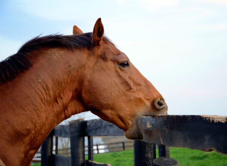 Horses Behaving Strangely promo image