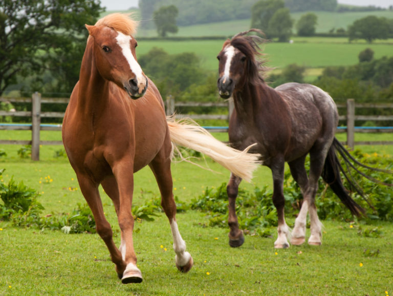 House Flies vs. Stable Flies