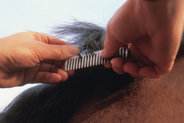 How do I pull my horse’s mane? promo image