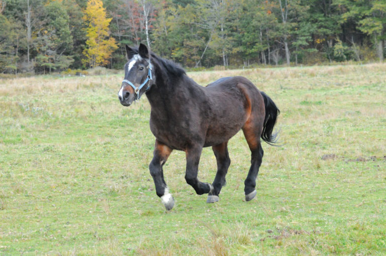 How Much Exercise for a Senior Horse? promo image