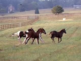 How to Write a Horse Sale Contract promo image