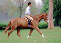 Hunter Training Dos and Don'ts promo image