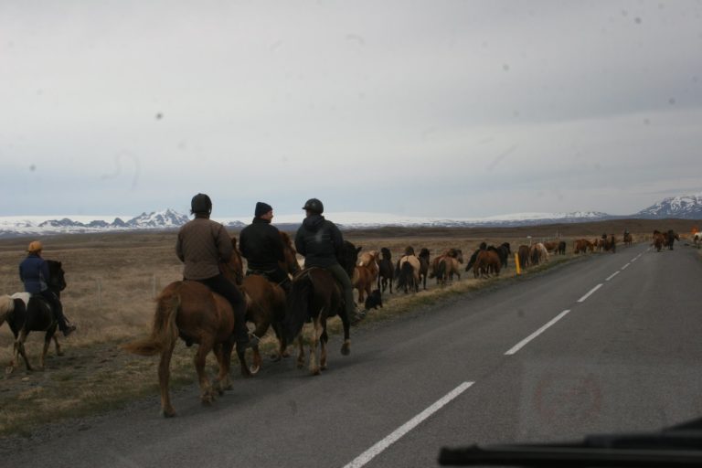 Iceland Horse Drive promo image