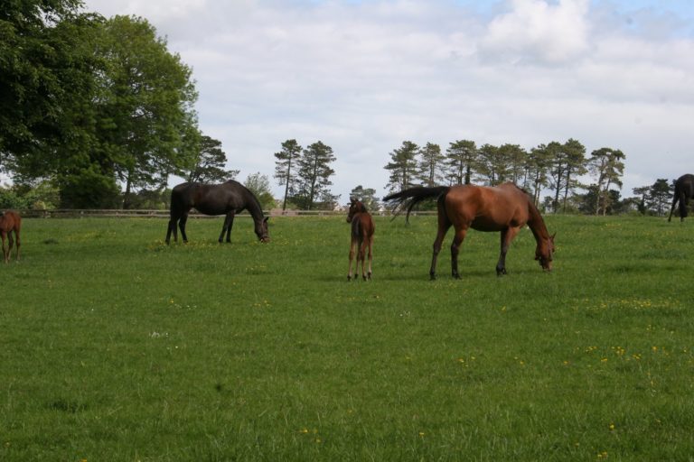 Irish National Stud and more photos from Ireland promo image