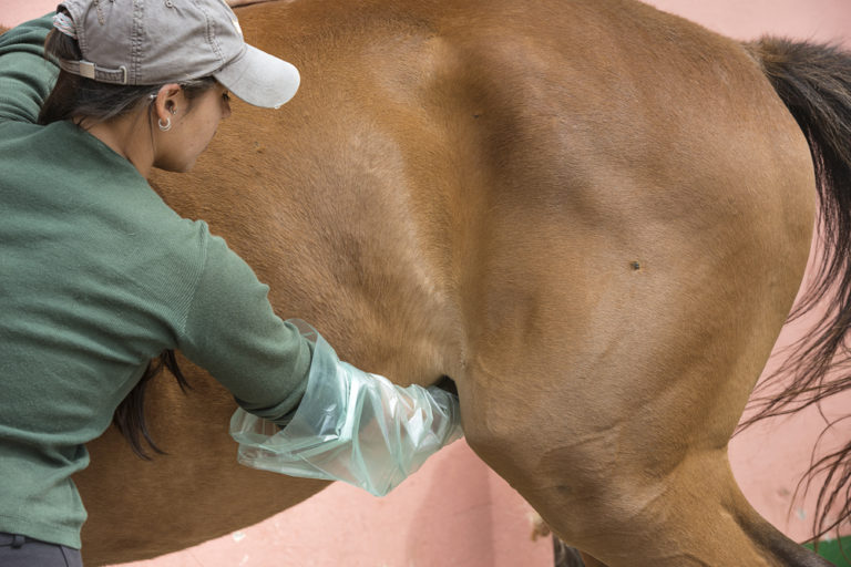 Is Sheath Cleaning Necessary? promo image