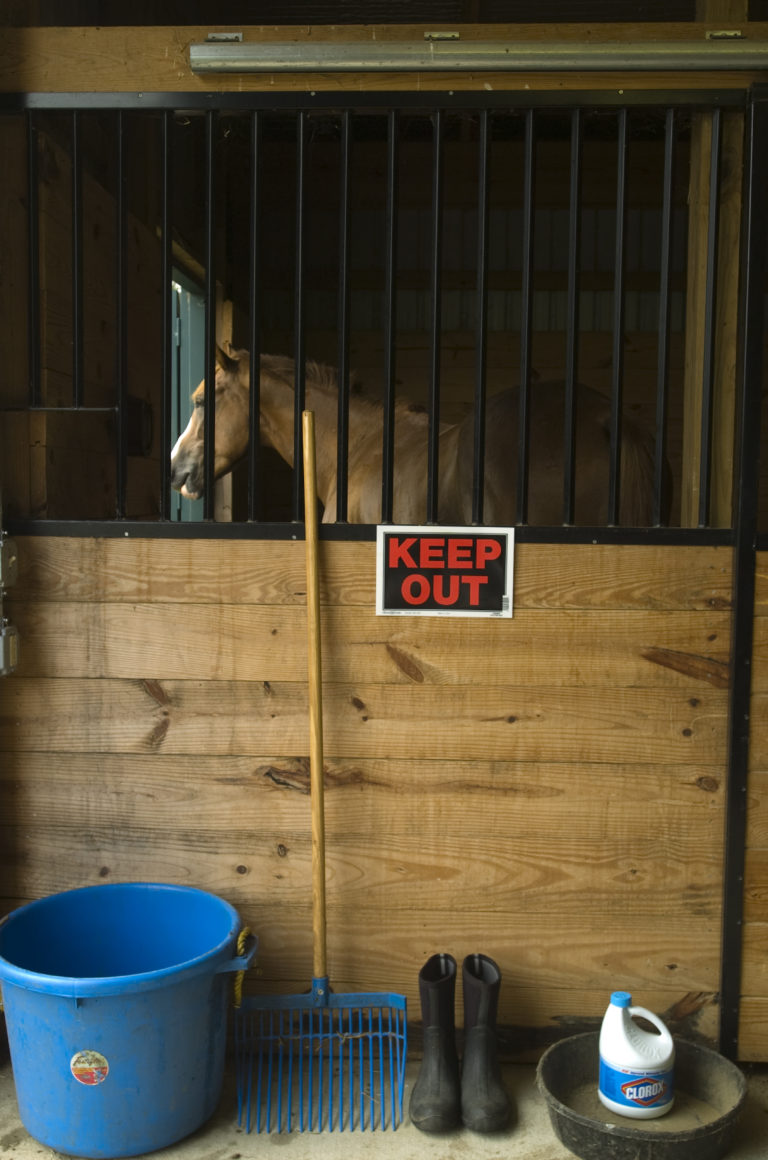 Is Your Horse at Risk for EHV-1? Dealing with Disease Outbreak promo image