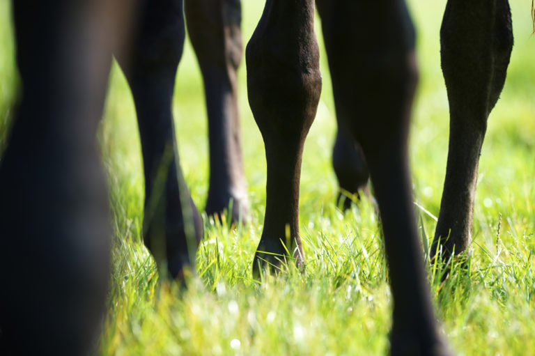 Joint Supplements for Young Horses promo image