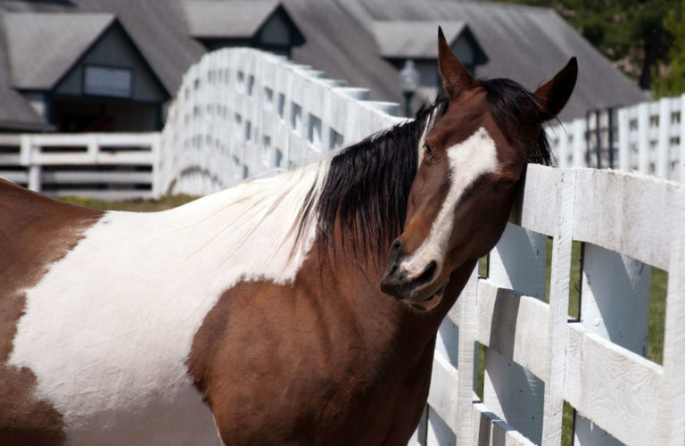 Just ONE rotting barrel hay ring can produce 1 million biting stable flies promo image