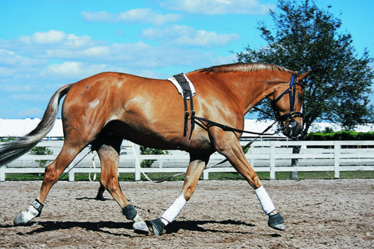 Keep Your Horse Soft, Supple & Happy promo image