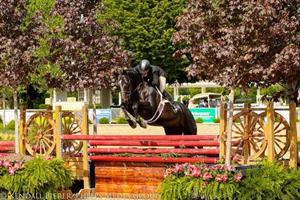 kelley farmer and mindful win 25,000 ushja international hunter derby, sponsored by notting hill farm, at the spring spectacular iii