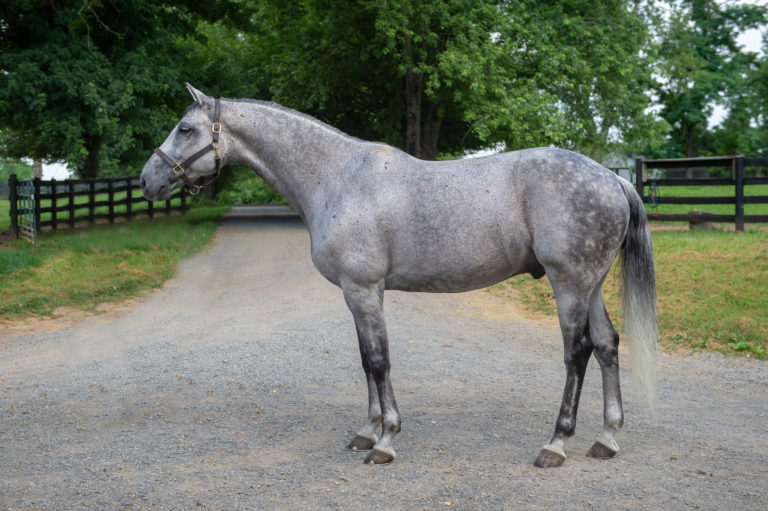 Laurie Pitts Bathing a Horse 15
