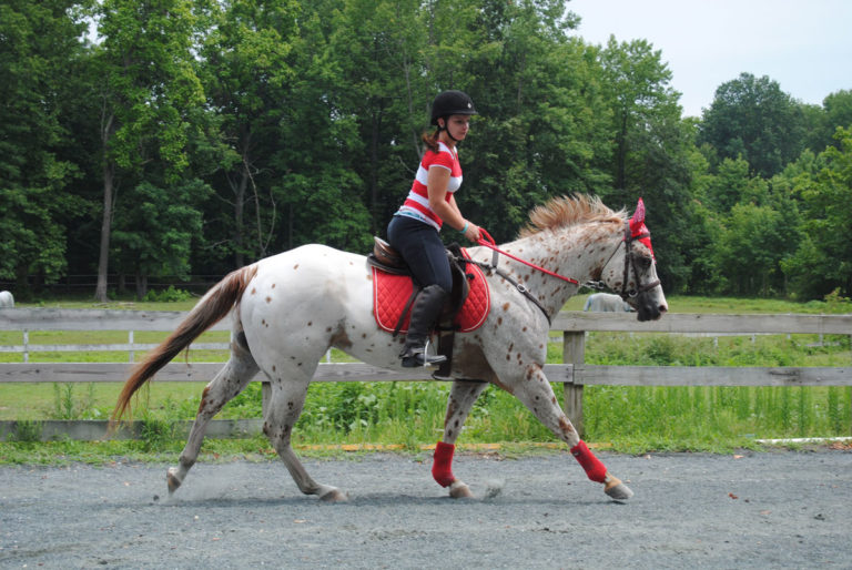 Learning to Listen to Your Horse promo image