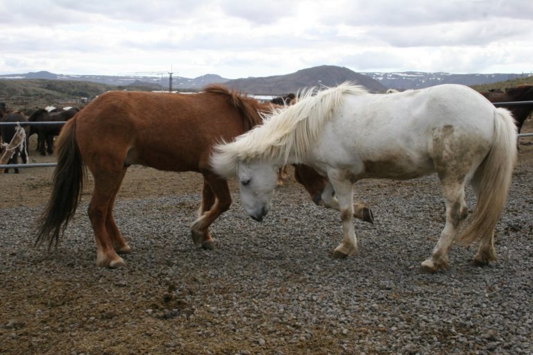 Learning to Ride Icelandic Horses promo image