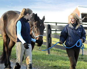 Leasing a Horse