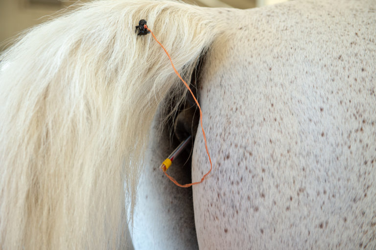 Liv Gude Taking Horse Temperature Thermometer Clip