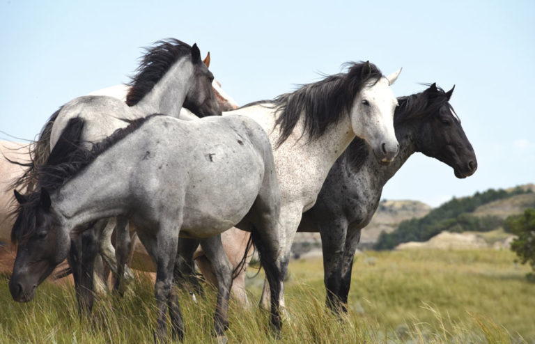 Managing Wild-Horse Herds promo image
