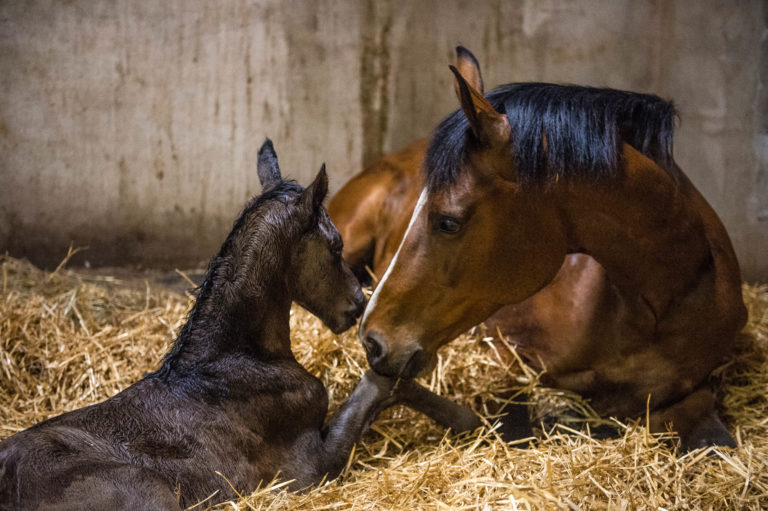 Mare and Foal