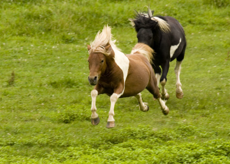 Mare Play Behavior promo image