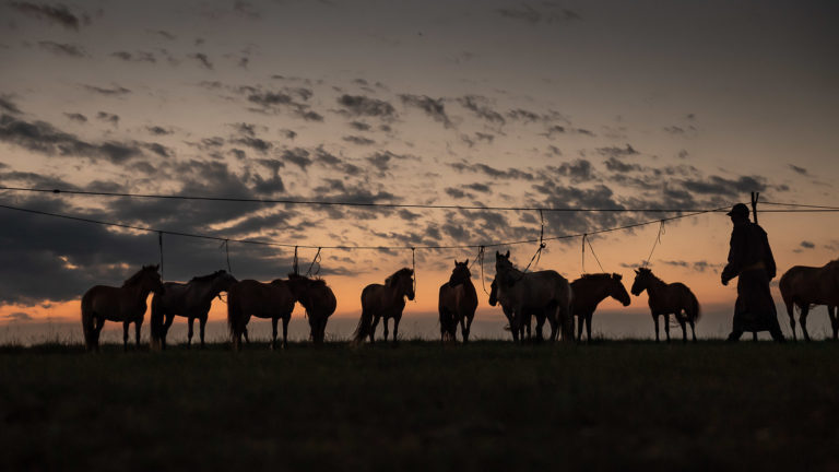 Mongol Derby Horseline