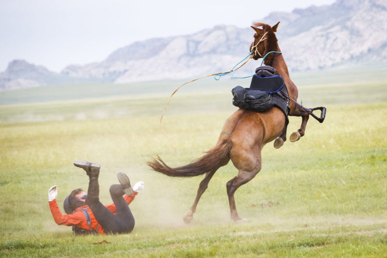 Mongol Derby Wild Horse