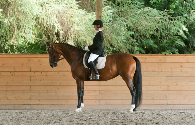 Move with Your Horse During Transitions promo image