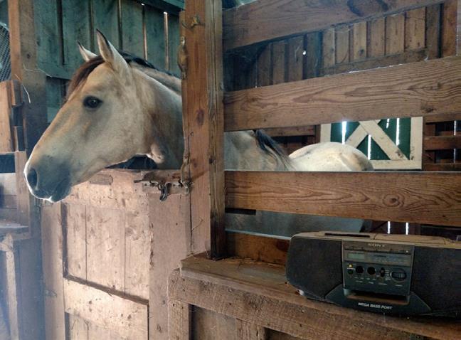 Music Soothes Horses
