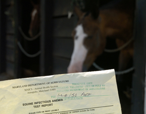 Negative Coggins Test report
