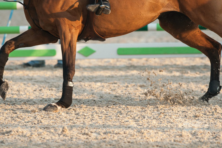 New Horse Health Research Funded promo image