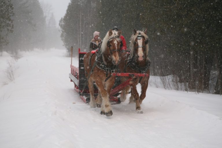 North Hatley, Driving a Horse Drawn Sleigh promo image