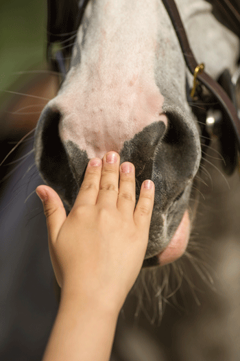 ph-connecticut-horse-law