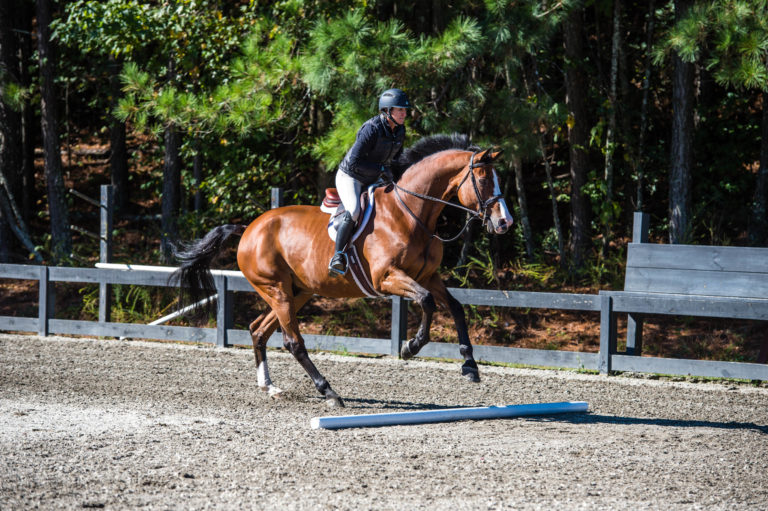 PH Extra Senior Horse Training