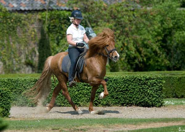 ph-gaited-horse-070505354_abfa4
