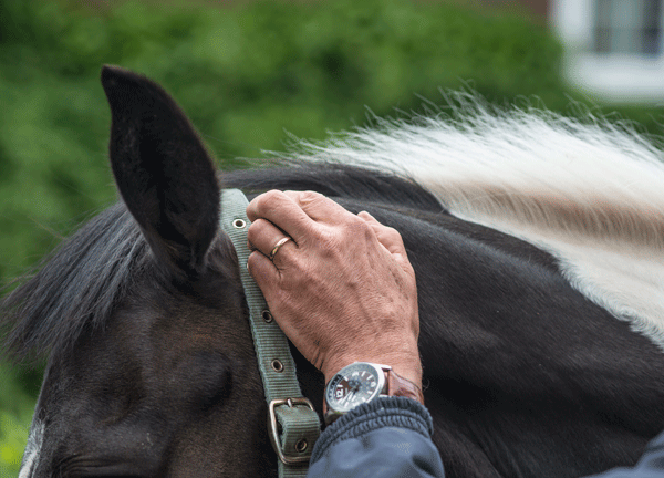 ph-horse-ear-clipping