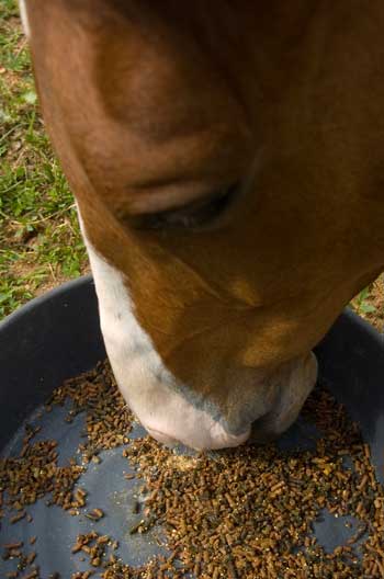 ph-horse-eating-grain