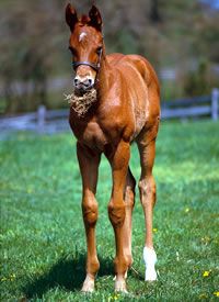 Photo courtesy of Practical Horseman