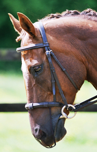 Photo courtesy of World Equestrian Brands