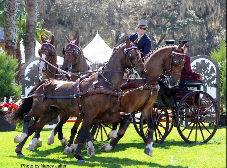 Postcard: 2016 Live Oak International promo image