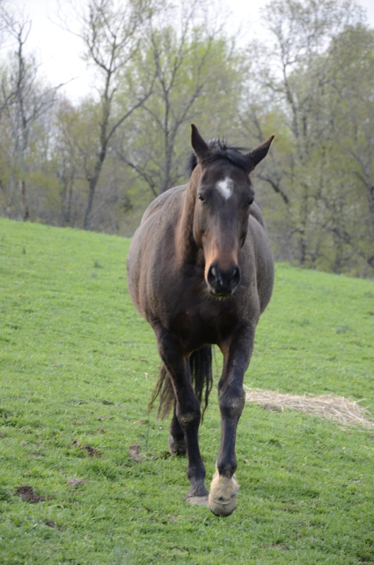 Prevent Lameness, Keep Your Horse Sound promo image