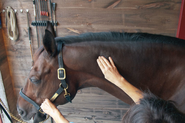 Preventing and Relieving Tightness in Your Horse's Poll promo image