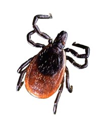 PRHP-100900-LYMEDI-05