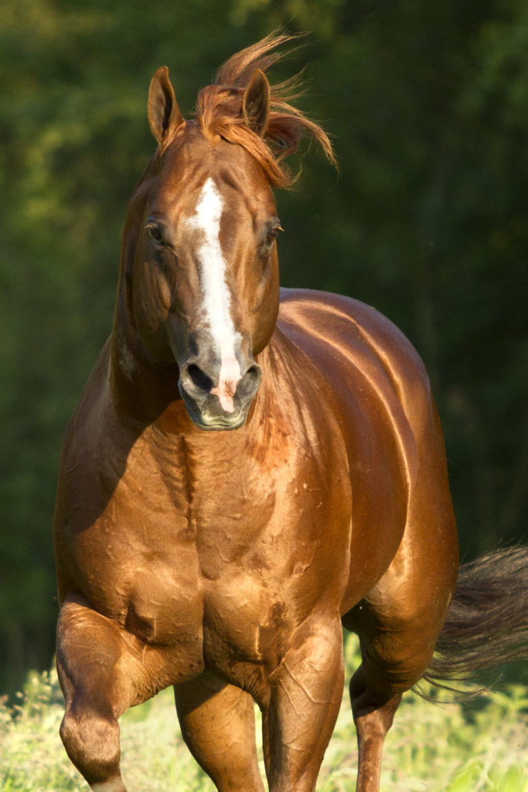 Quarter Horse3