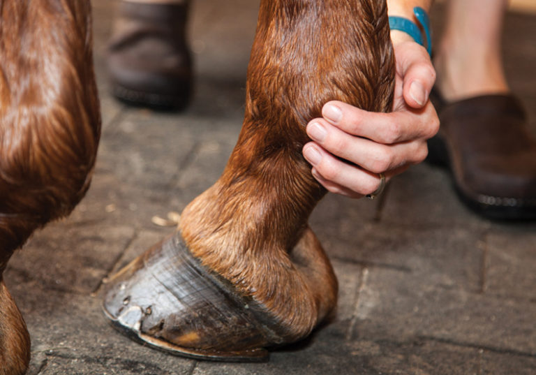 Quick Tips for a Perfectly Packed Foot promo image