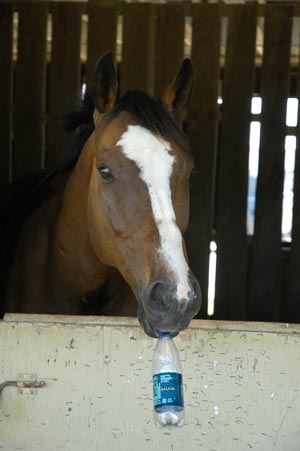 Rider to Rider: What one small thing about your horse always makes you happy? promo image
