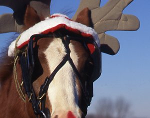 Rider to Rider: What's the Best Gift You've Given an Instructor or Received from a Student? promo image