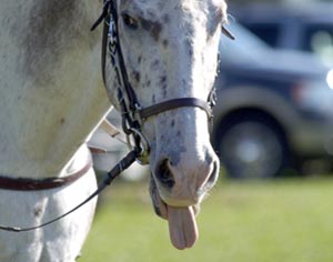 Rider to Rider: What's Your Horse's Funniest Quirk? promo image