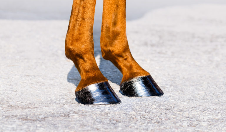 shutterstock_hoofcare_crop