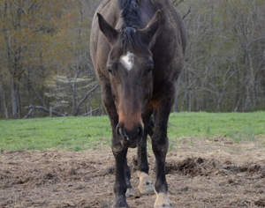 Sleep Patterns in Horses promo image