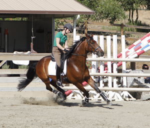 Spooking Horse